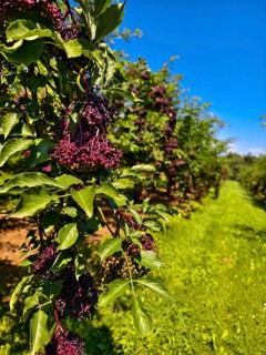 Lush elderberry bushes against a clear blue sky in a rural setting, Niederhollabrunn Weinviertel