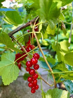 Red currant, currant, fruit, nutrition, food, nature, plant, plants, fruit, berry, food, healthy,