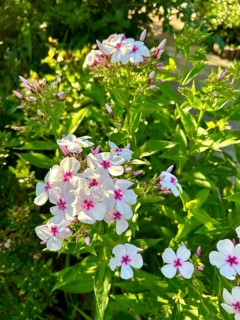 Phlox paniculata, Graf Zeppelin, pure white, blossom, blossoms, plant, plants, nature, fragrance,