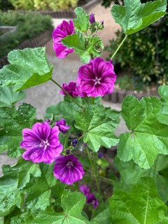 Mauritanian mallow, Malva sylvestris, plant, plants, perennial, perennials, natural medicine, dark