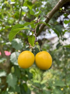Mirabelle, mirabelle plum, mirabelle tree, plum variety, plant, plants, nature, food, fruit,
