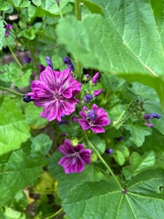 Mauritanian mallow, Malva sylvestris, plant, plants, perennial, perennials, natural medicine, dark
