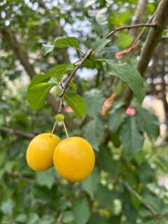 Mirabelle, mirabelle plum, mirabelle tree, plum variety, plant, plants, nature, food, fruit,