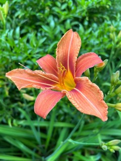 Daylily, hemerocallis, daylily, daylily family, plant, plants, flower, flowers, garden, garden
