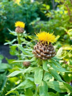 Giant knapweed, Centaurea macrocephala, perennial, yellow, bloom, blooms, blooming, garden,