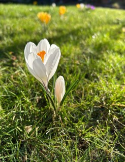 Crocus, blossom, flower, plant, plants, crocuses, crocus, ornamental plant, spring, spring