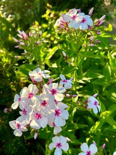 Phlox paniculata, Graf Zeppelin, pure white, blossom, blossoms, plant, plants, nature, fragrance,