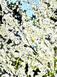 Mirabelle plum blossom, blossom, blossoming, blossoming, plant, umbel-like, spring, fruit, white,