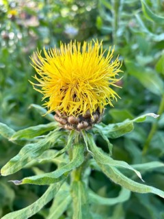 Giant knapweed, Centaurea macrocephala, perennial, perennials, yellow, yellow, flower, flowers,
