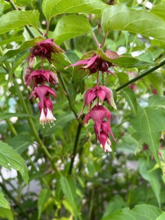 Leycesteria formosa, caramel berry, shrub, honeysuckle plant, red berries, fruit decoration,