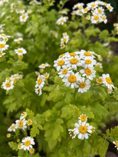 Feverfew, Tanacetum parthenium, plant, plants garden, nature, meadow flower, blooming, blossom,