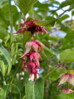 Leycesteria formosa, caramel berry, shrub, honeysuckle plant, red berries, fruit decoration,