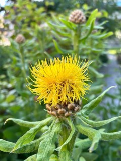 Giant knapweed, Centaurea macrocephala, perennial, perennials, yellow, yellow, blossom, blossoming,