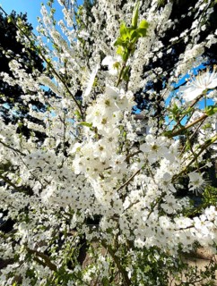 Mirabelle plum blossom, blossom, blossoming, blossoming, plant, umbel-like, spring, fruit, white,