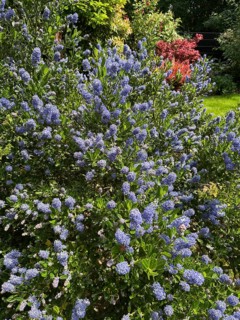 Ceanothus thyrsiflorus, Ceanothus impressus Victoria, flowers, blossom, blue flowers, blossoming,