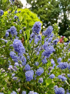 Ceanothus thyrsiflorus, Ceanothus impressus Victoria, flowers, blossom, blue flowers, blossoming,
