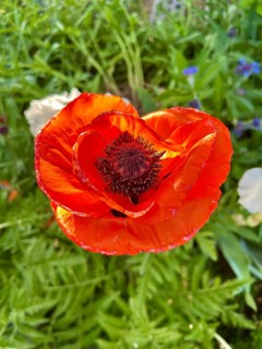 Poppy, poppy, poppy blossom, poppy flower, poppy plant, plant, plants, blossom, blossoms,