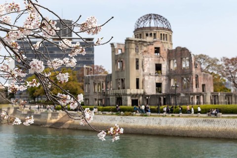 Blossoming cherry tree, Sakura, behind it the ruins of the Atomic Bomb Dome, landmark, UNESCO World