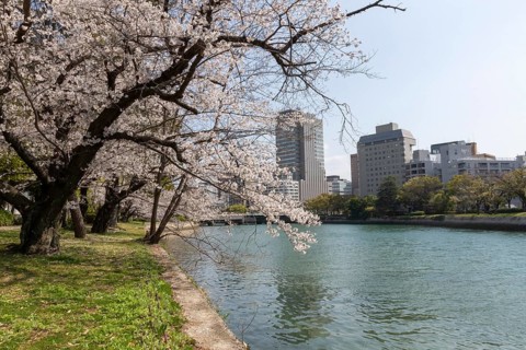 Blossoming cherry trees, Sakura, on the banks of the Motoyasu River, Hiroshima, Japan
