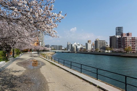 Blossoming cherry trees, Sakura, on the banks of the Motoyasu River, Hiroshima, Japan