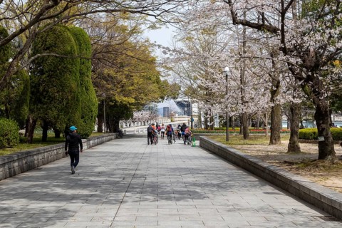 Walkers and blossoming cherry trees in the Peace Park, Sakura, sight, UNESCO World Heritage Site,