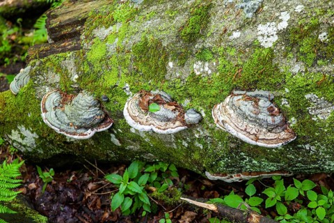 Tree trunk in the forest overgrown with moss and mushrooms, surrounded by green foliage,