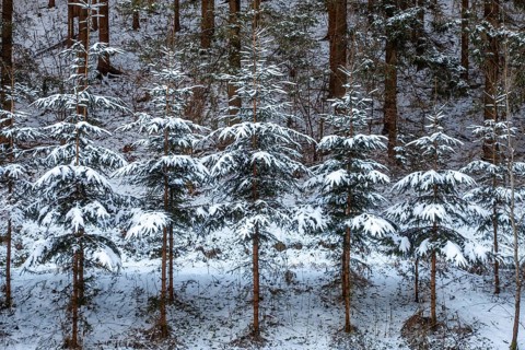 Snow-covered fir trees in a dense forest create a peaceful winter atmosphere, Kamptal Waldviertel