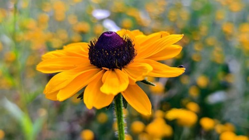 Close-up of a yellow coneflower with a blue centre against a blurred background, Lower Austria