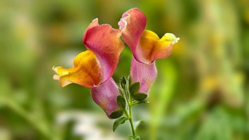 Two colourful snapdragon flowers in close-up in front of a blurred background, Lower Austria