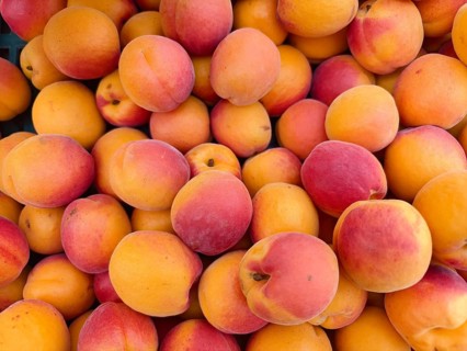 Lots of fresh, juicy apricots in bright colours close together, Lower Austria Austria