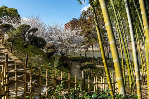 Shukkei-en with blossoming cherry trees, Sakura, and path through a bamboo grove in spring,