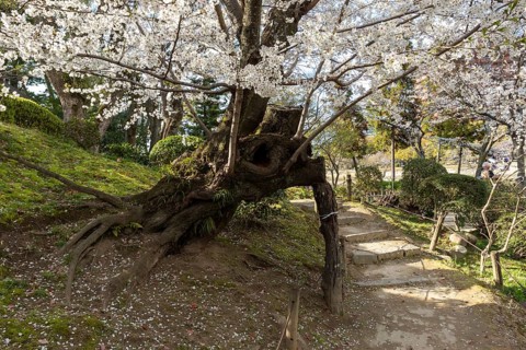Shukkei-en with blossoming cherry trees along the path, sakura in spring, historical Japanese