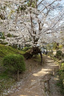 Shukkei-en with blossoming cherry trees along the path, sakura in spring, historical Japanese