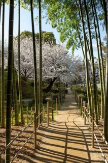 Shukkei-en with blossoming cherry trees, Sakura, and path through a bamboo grove in spring,