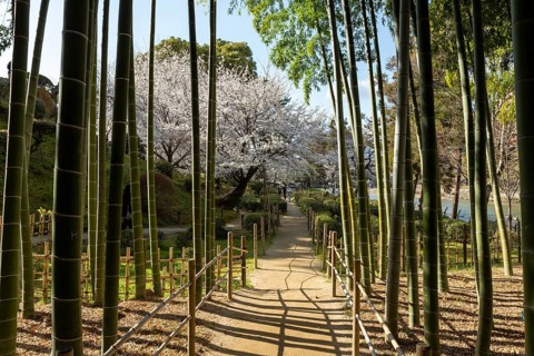Shukkei-en with blossoming cherry trees, Sakura, and path through a bamboo grove in spring,