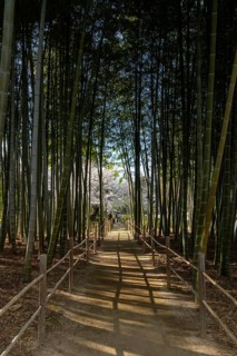 Shukkei-en with blossoming cherry trees, Sakura, and path through a bamboo grove in spring,