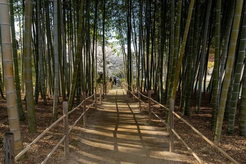 Shukkei-en with blossoming cherry trees, Sakura, and path through a bamboo grove in spring,