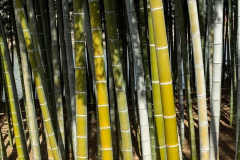 Shukkei-en, close-up, background image, bamboo grove in spring, historical Japanese garden,