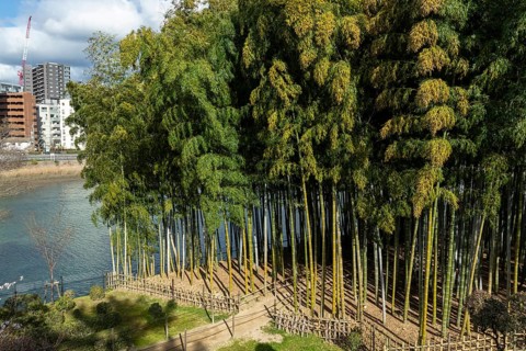 Shukkei-en with path through a bamboo grove in spring, historical Japanese strolling garden,