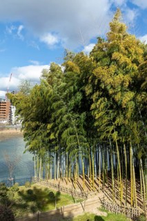 Shukkei-en with path through a bamboo grove in spring, historical Japanese strolling garden,