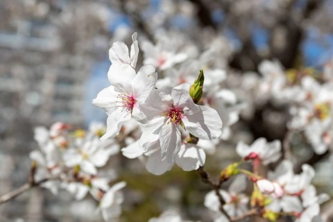 Close-up, blossoming cherry trees, sakura, spring in Shukkei-en, historical Japanese strolling
