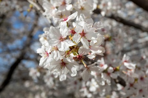 Close-up, blossoming cherry trees, sakura, spring in Shukkei-en, historical Japanese strolling