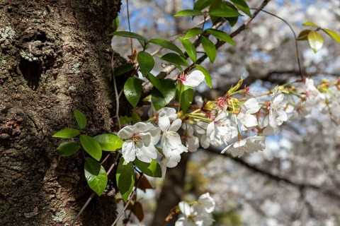 Close-up, blossoming cherry trees, sakura, spring in Shukkei-en, historical Japanese strolling