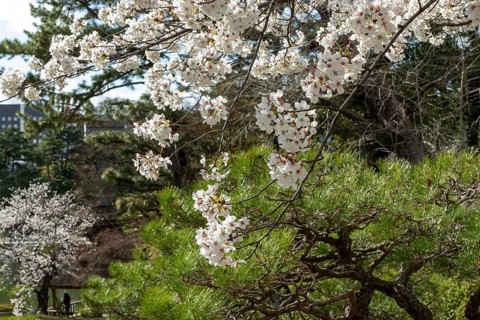 Blossoming cherry trees, sakura, spring in Shukkei-en, historical Japanese strolling garden,