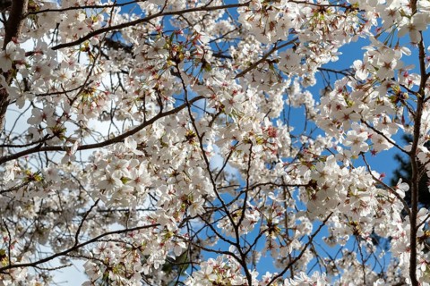 Blossoming cherry trees, sakura, spring in Shukkei-en, historical Japanese strolling garden,
