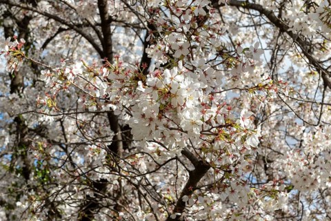 Blossoming cherry trees, sakura, spring in Shukkei-en, historical Japanese strolling garden,