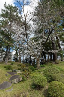 Green plants and blossoming cherry trees, sakura, spring in Shukkei-en, historical Japanese