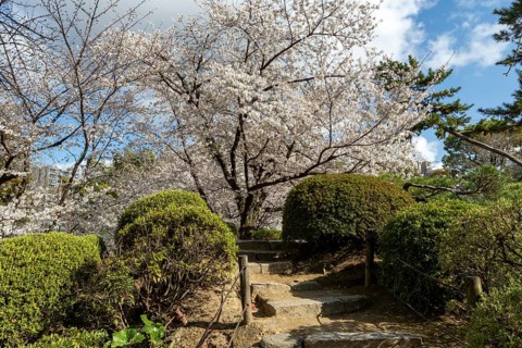 Blossoming cherry trees, sakura, spring in Shukkei-en, historical Japanese strolling garden,