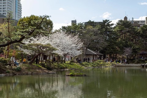 Shukkei-en with blossoming cherry trees, Sakura, Seifukan teahouse and Takuei-chi pond in spring,