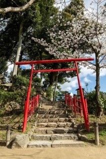 Torii at Mount Kifuku in Shukkei-en with blossoming cherry trees, sakura, and Takuei-chi pond in